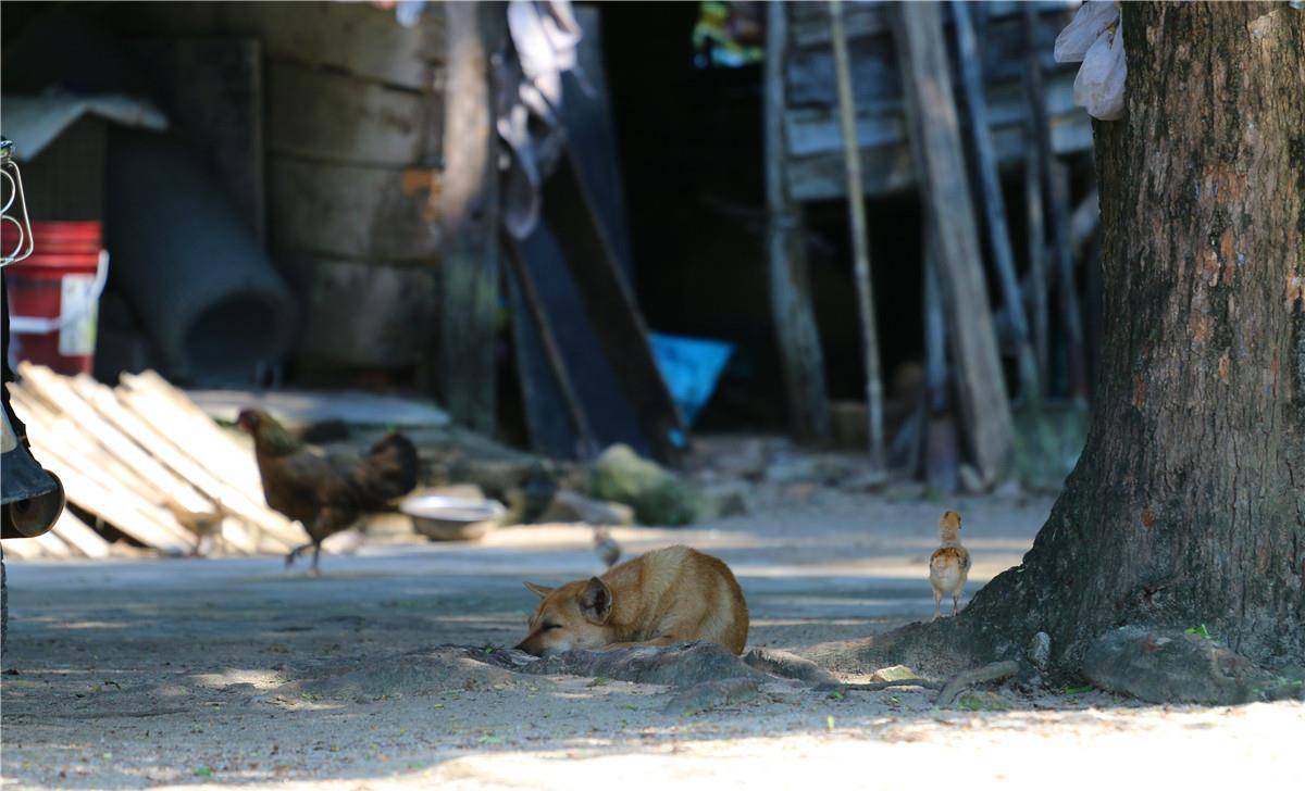 中华田园犬，忠诚与智慧的守护者