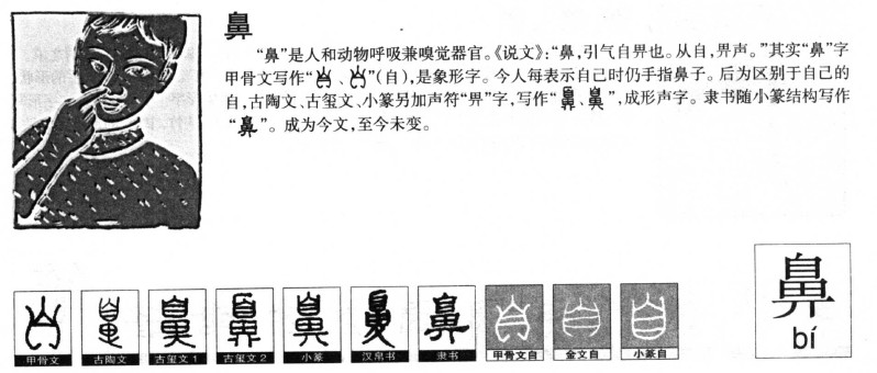 鼻的笔顺，汉字书写的艺术与科学