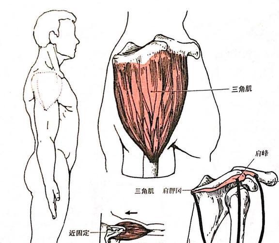 肩部训练指南，打造强健的上肢基础