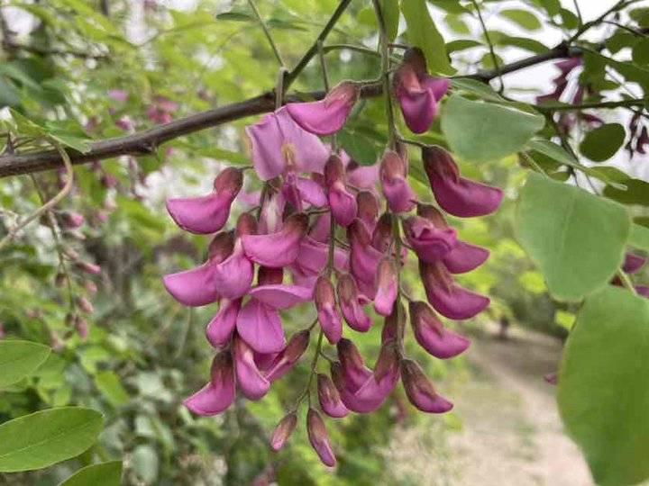 槐花飘香的季节