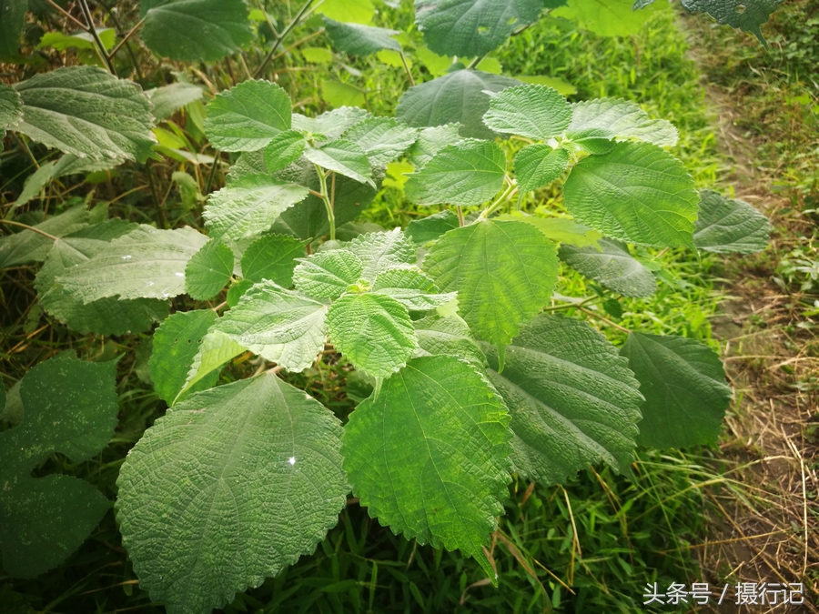 苎麻，古老纤维的新生