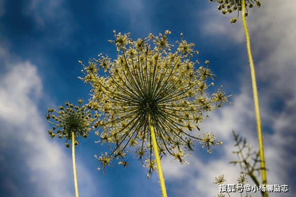 蒲公英与散结，探索自然的治疗力量