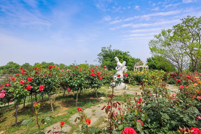 玫种植与美丽花园