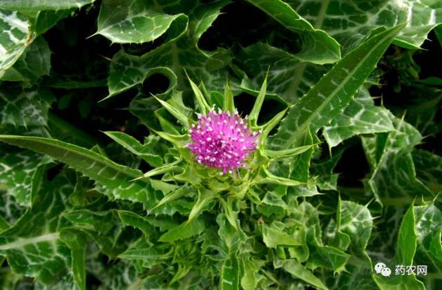 大蓟种植技术与实践