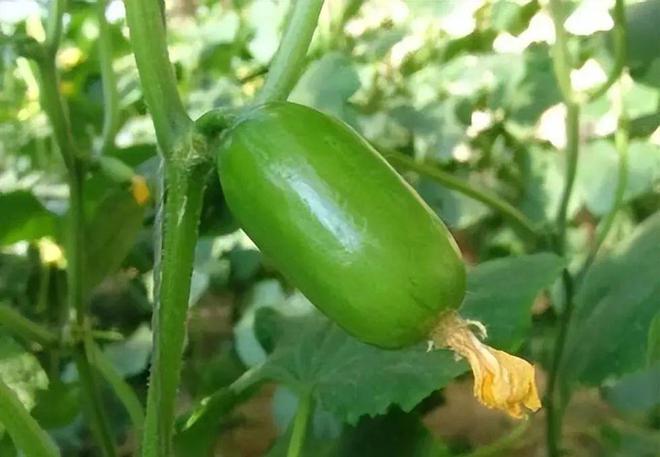 水果黄瓜种植时间