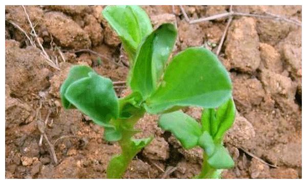 蚕豆种植时间