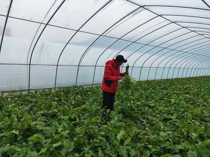 水果萝卜种植技术