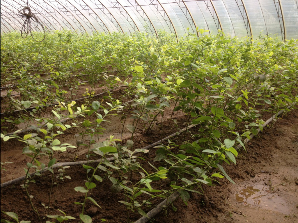 蓝莓种植方法