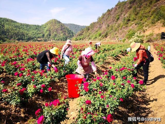 食用玫瑰种植，探索美丽与健康的双重魅力