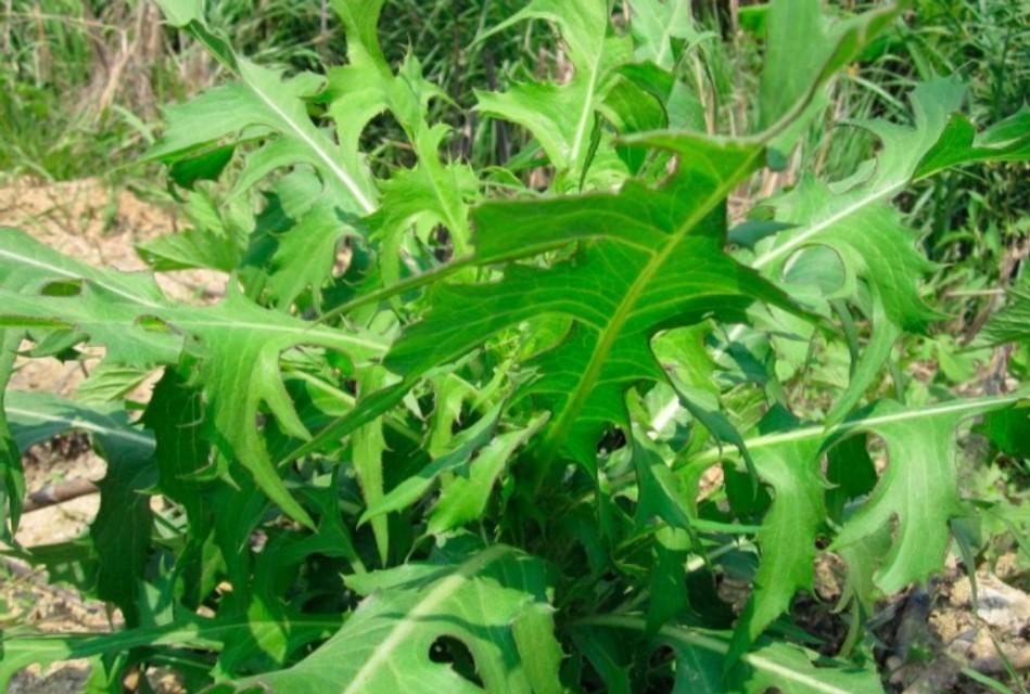 莴笋种植方法