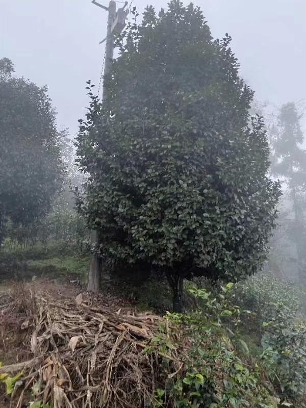 茶花种植方法