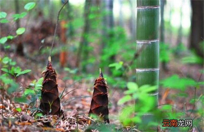 竹笋种植技术探讨