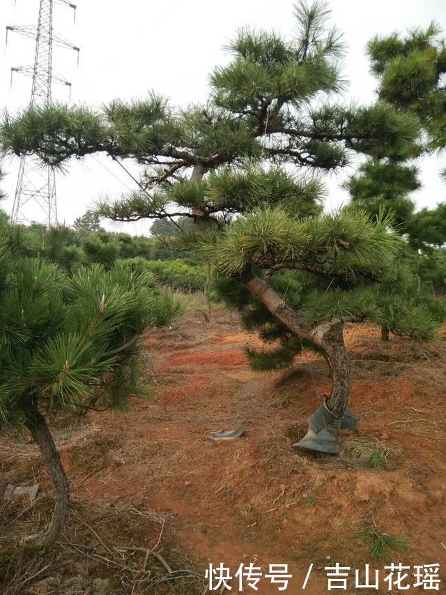 黑松种植技术与实践