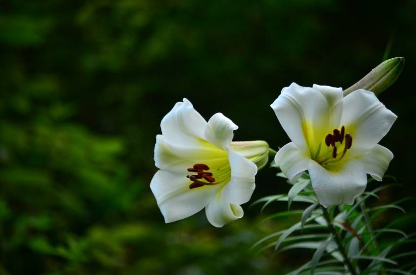 百合种植视频，解锁美丽与收获