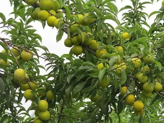 蜂糖李种植技术与实践