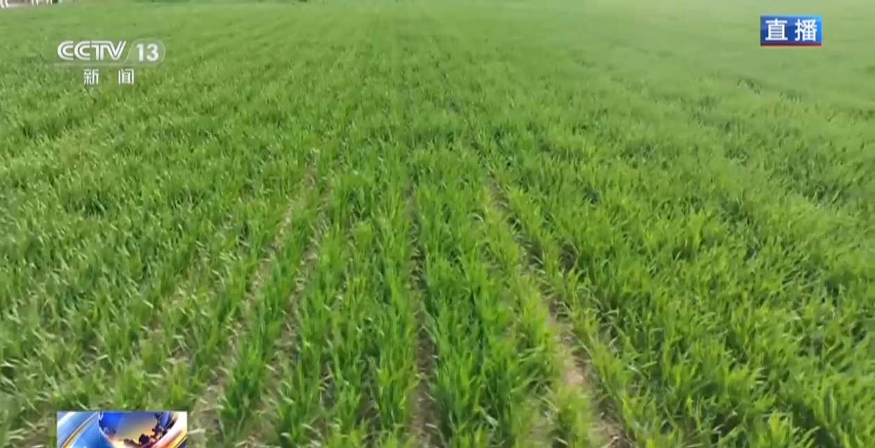 楠竹种植技术与实践