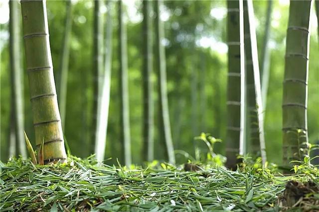 种植竹子，绿色生态的未来