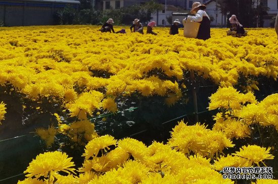 菊花种植基地介绍