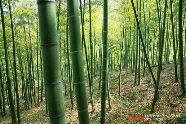 种植竹子，绿色生态与经济效益的完美结合