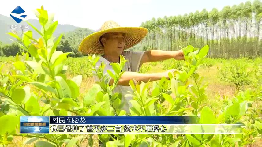 香水柠檬种植技术