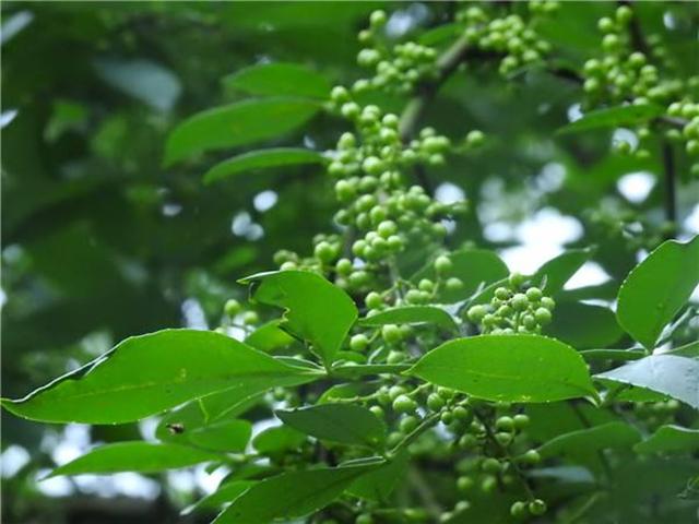 花椒树种植与管理技术