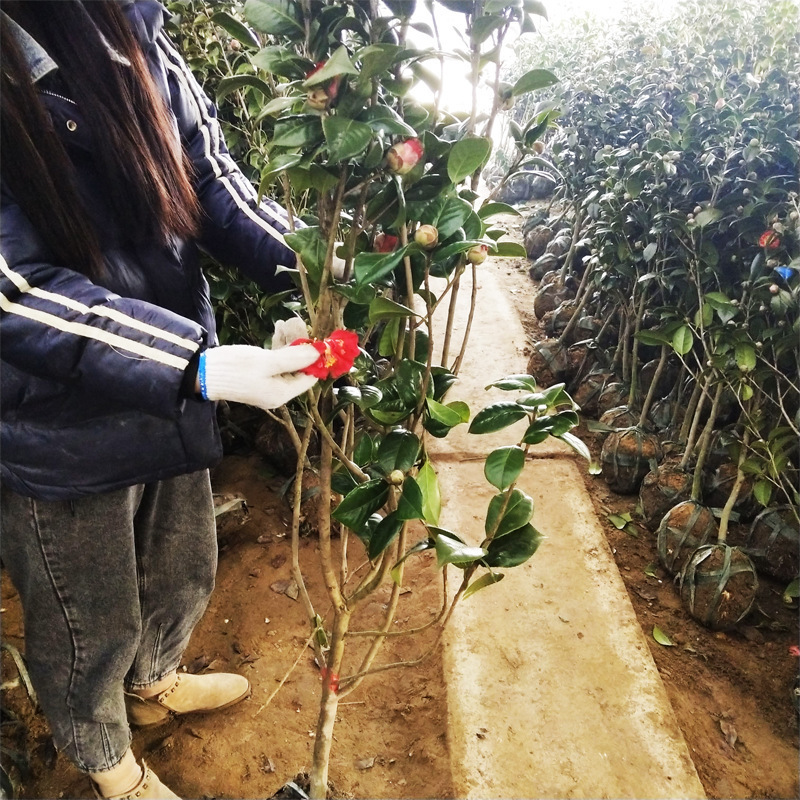 耐冬种植技术与实践