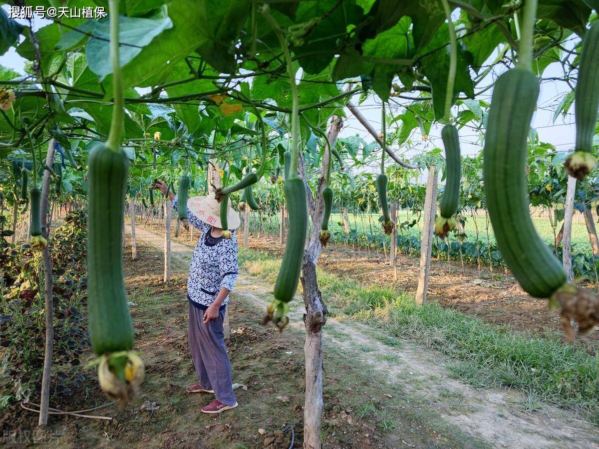 丝瓜种植技巧与经验