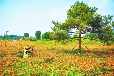 花草种植，探索绿色生态的奥秘