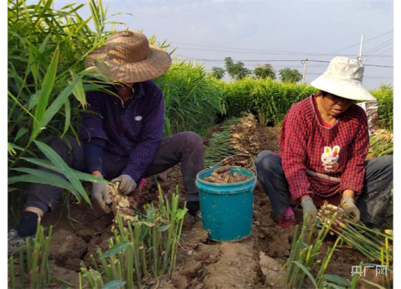 生姜种植季节