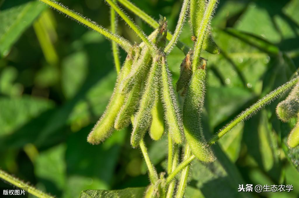 黄豆种植技术