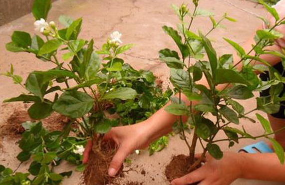 茉莉种植技巧与经验